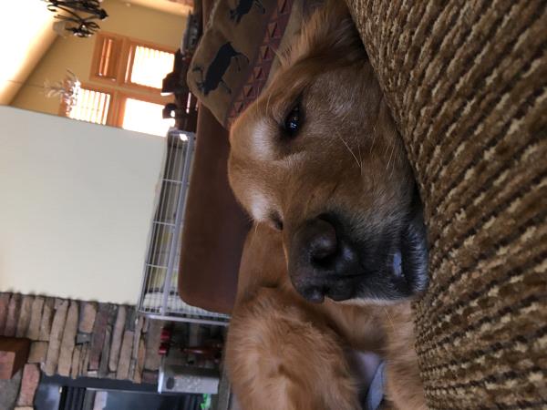 /Images/uploads/Humane Society of Utah/HSU2018/entries/4099thumb.jpg